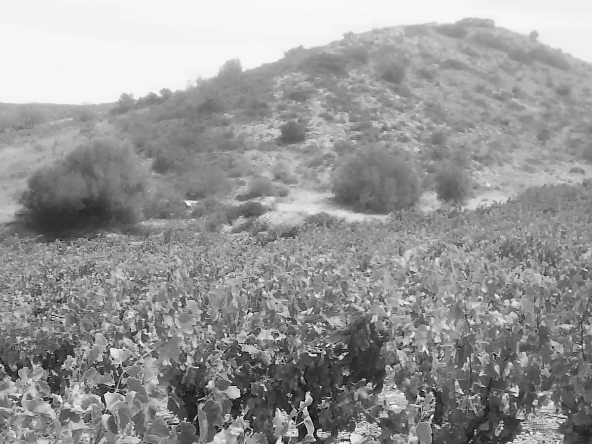 Vignes et vergers de Néfiach
